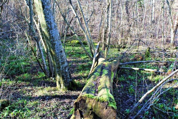 vaeltet trae stamme i doendalen i januar