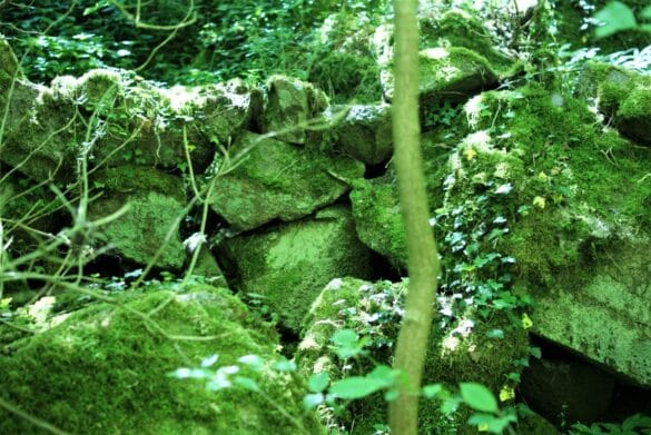 billede af mosbelagte sten i blaaskinsdalen paa bornholm