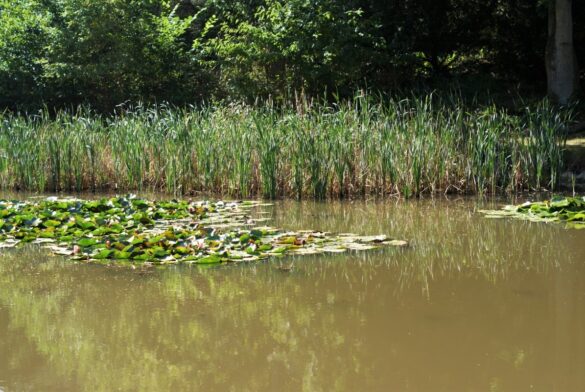 aakander og siv i graamyr ved gudhjem plantage paa bornholm