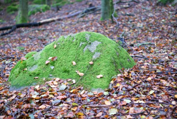 mos sten ved borresoe i almindingen paa bornholm