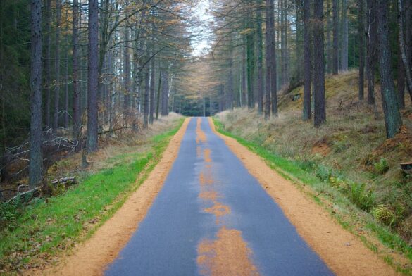 billede af skov vej i roe plantage paa bornholm