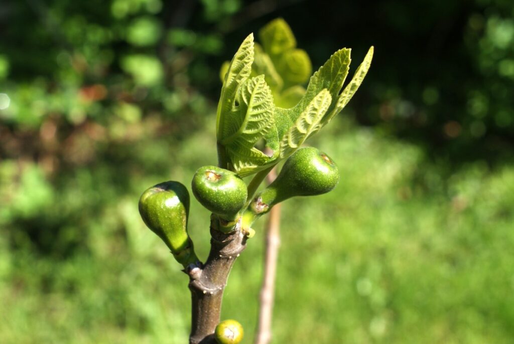 bornholms figen trae i maj