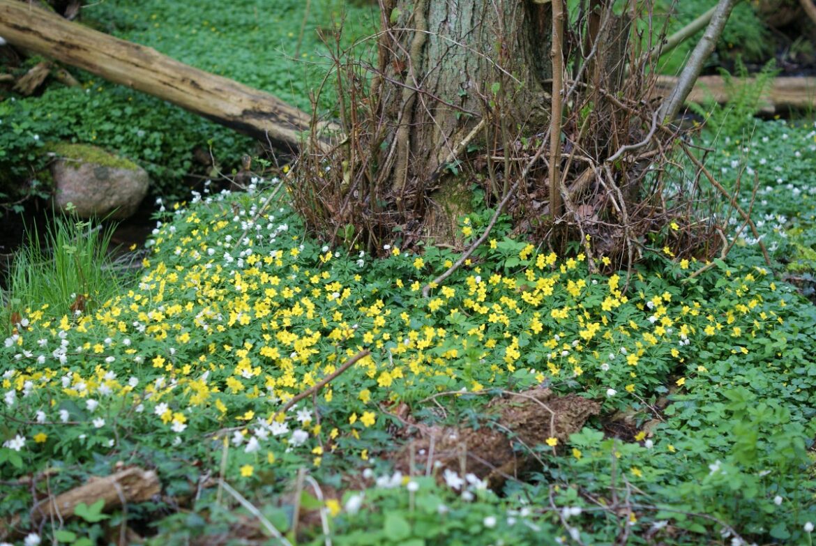 gule anemoner i blaaskinsdalen paa bornholm