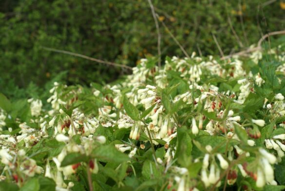 hvide blomster i blaaskinsdalen paa bornholm