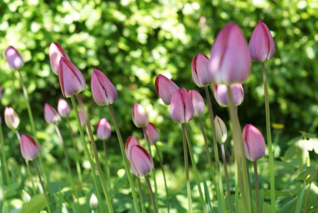 sene pink tulipaner i haven
